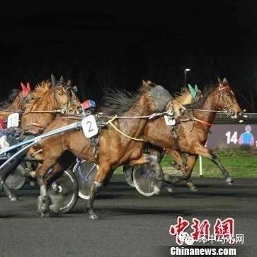赛马场2月10日共举办了10场高水平的赛马比赛，包括法国重要赛事之一“巴黎大奖赛”、中国马业协会（CHIA）冠名赞助的“一带一路大赛马”（法国站）、以及法国璟源-香格里拉”等奖项。陈航 摄