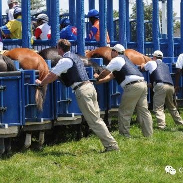 工作人员将马匹带入闸箱