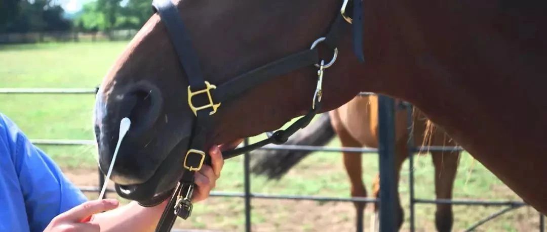 对怀疑感染马匹采集鼻拭子