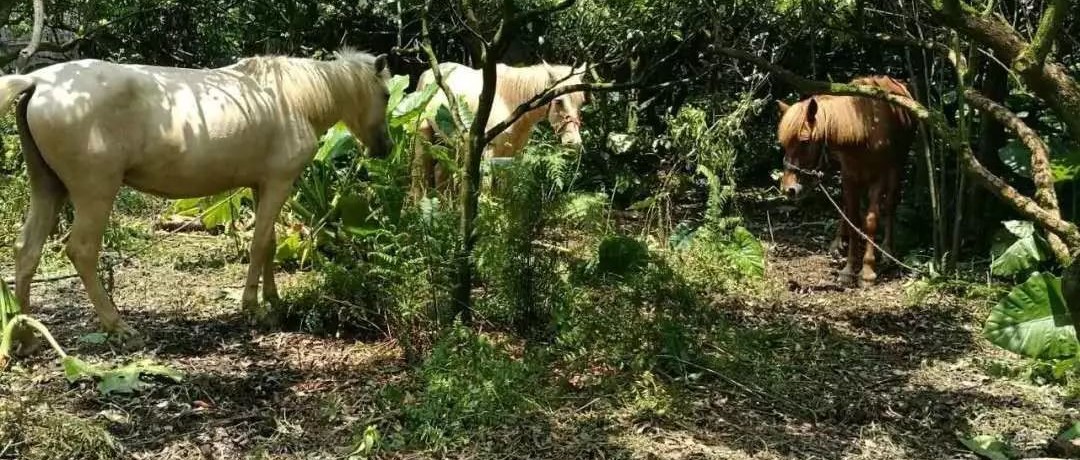 M君最心爱的赛驹