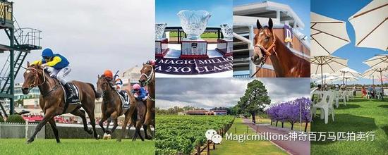 “峻岭鹰扬”之女全场最贵，神奇百万塔斯马尼