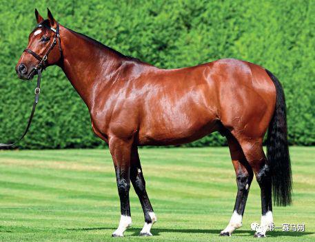 数一数谁是最强的世界纯血种公马
