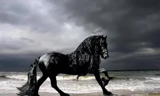 世界上最英俊的黑马王子