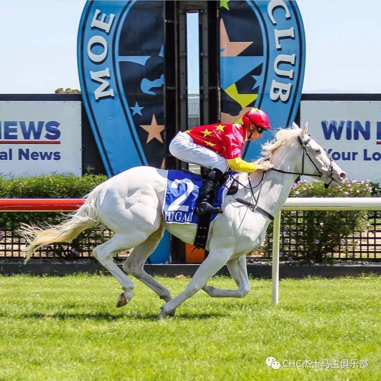 “白龙马”那么好看，但是为什么赛场上的白马不多？