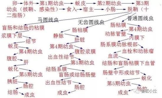 马匹寄生虫病之马圆形线虫病 综合体育 新浪竞技风暴 新浪网 马匹寄生虫病之马圆形线虫病 综合体育 新浪竞技风暴 新浪网