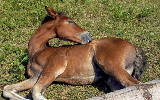 炎热潮湿的高温天气请好好照顾你的马