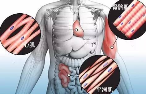 抽筋,即肌肉痉挛肌肉按类别可以分为骨骼肌,平滑肌和心肌