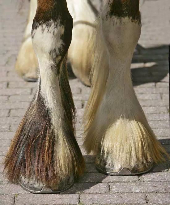 得了蹄叶炎的话,情况就截然相反了,此时马儿蹄跟处生长速度比脚趾更快