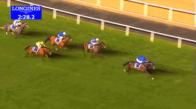 迪拜赛马世界杯9场赛果大盘点哪匹马最会赚钱