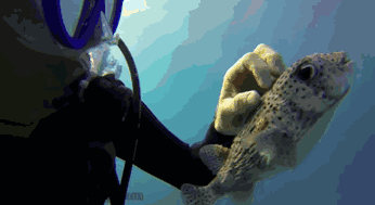 导语：潜潜水散散心 世界潜水圈公认的圣地都在哪里？