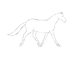 快步顺序理解马儿对角肢落地之后,蹦跶起来,换另一对角肢落地,再蹦跶.