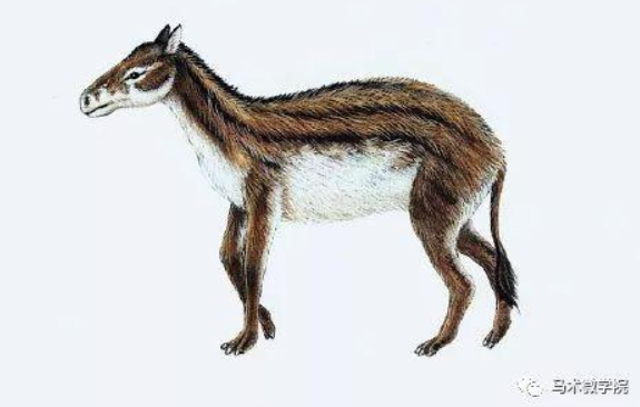 马的演变过程