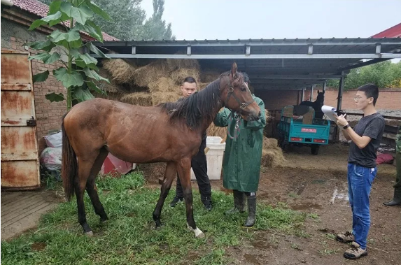 中国马会官方登记员在北京河北两地进行马匹登记