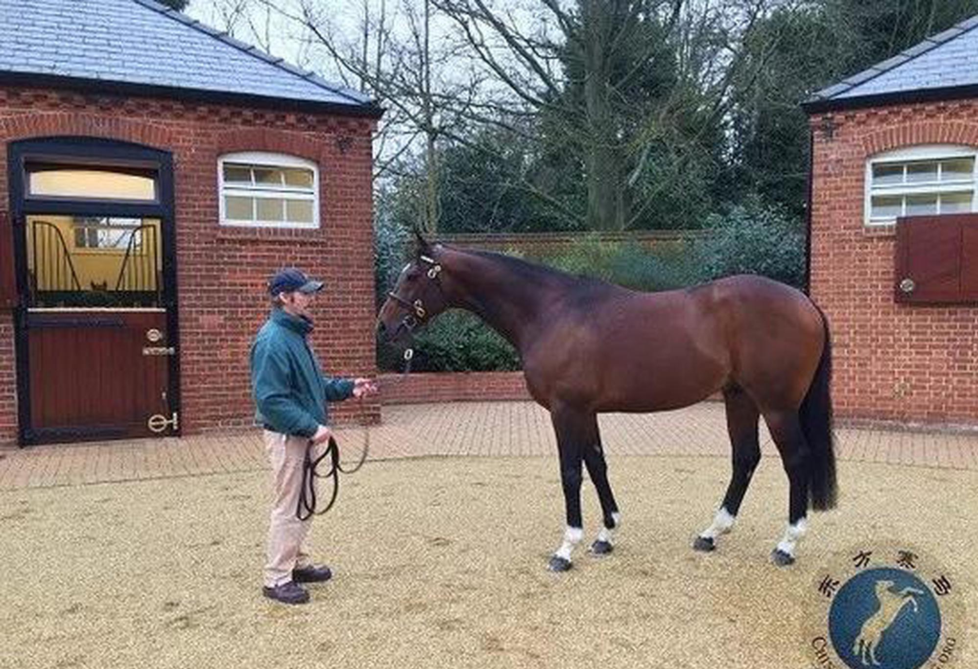 一代骄马"范高尔"