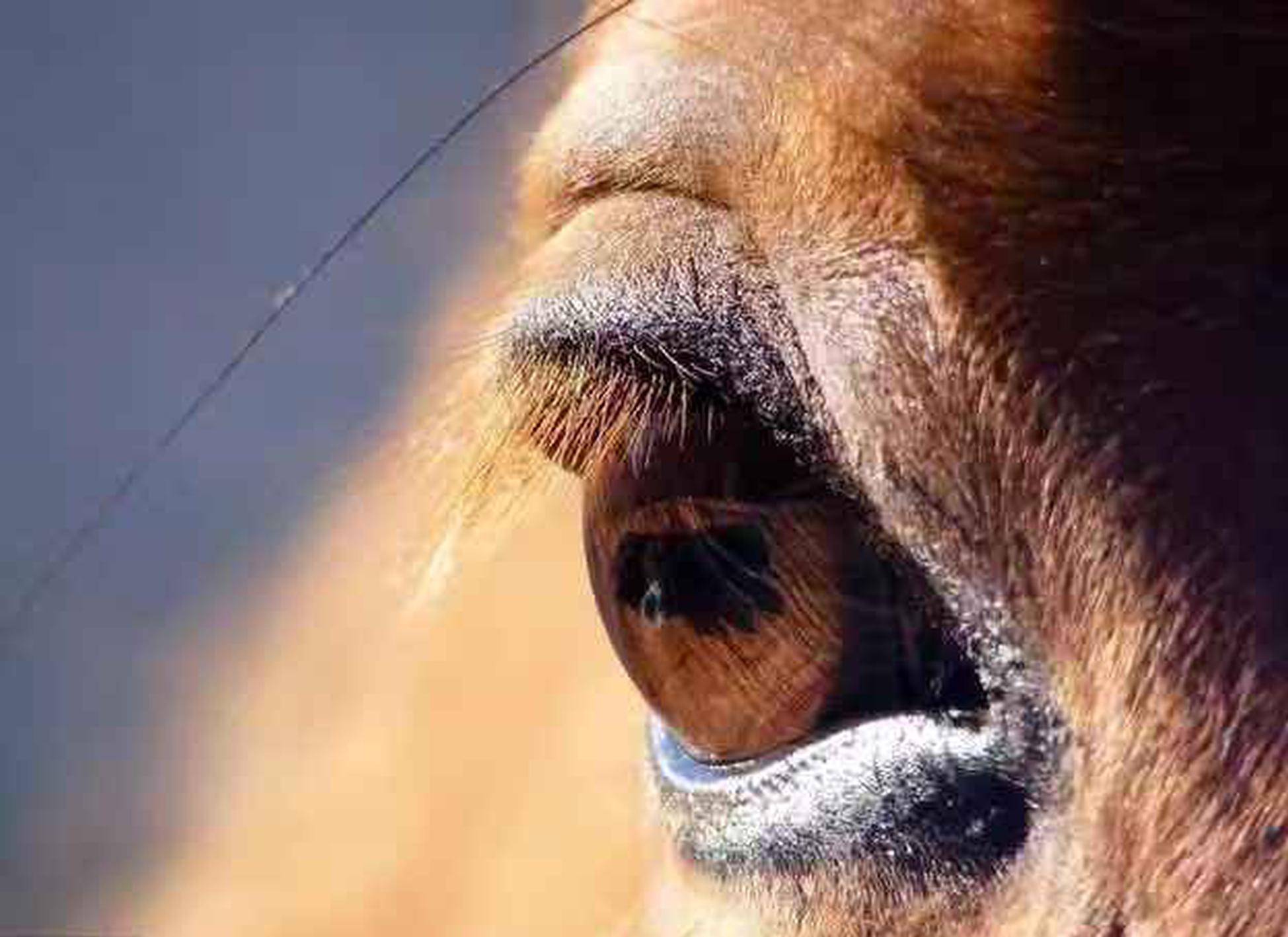 马的眼睛特写(一)