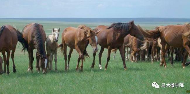 适合作马术运动初、中级别的国产马
