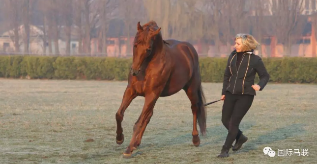 马儿与教练