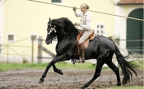 西班牙战马安达卢西亚马