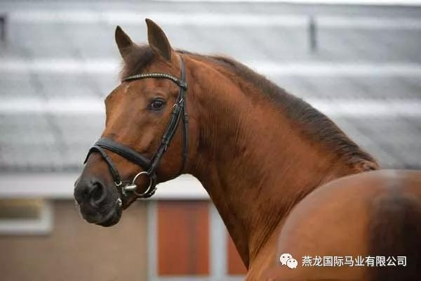 荷兰温血马（Dutch Warmblood）