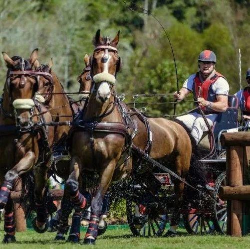 澳大利亚队的Boyd Exell 在本届世界马术运动会马车赛个人赛上暂居榜首