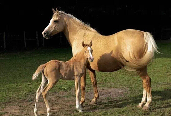 那是在围困奥斯登德(ostende)的时候,伊莎贝拉女王宣称围攻不结束,她