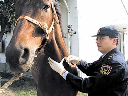 马匹检疫