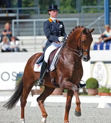 正在表演盛装舞步的荷兰温血马