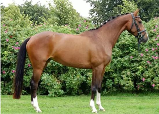 骝色的荷兰温血马(全身褐色但黑鬃黑尾)