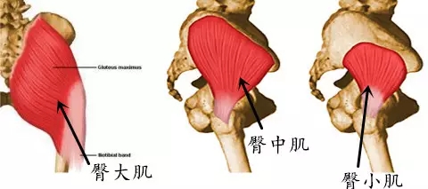 臀大肌是包裹在臀部外层的最大的肌肉,其体积是臀中小肌的几倍之和