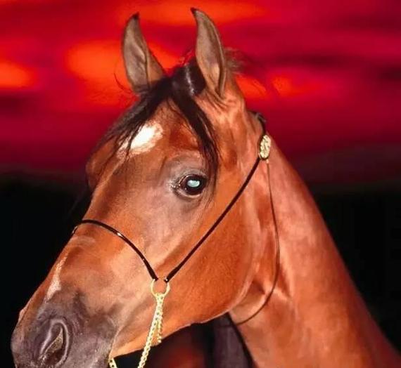 马通过耳朵传递信息