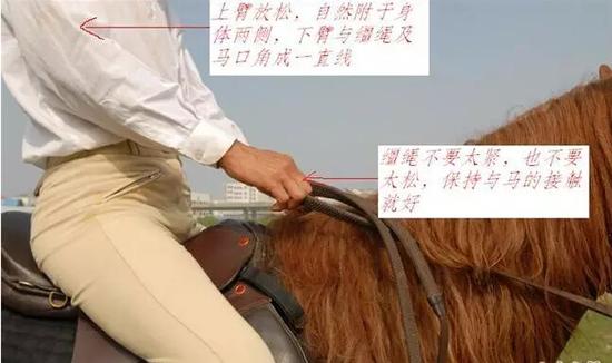 初学者必看!掌握缰绳使用方法 建立人马友好关系_马术_新浪竞技风暴_新浪网