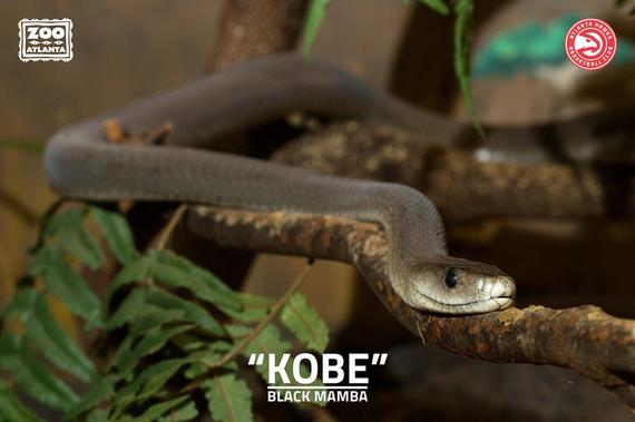 老鹰队致敬科比的方式相当独特