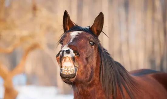 4 马儿那个笑起来的表情其实不是笑容啦,是它的嗅射反应,说明它闻到了