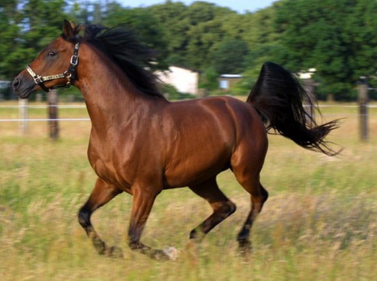 卡拉巴赫山区的他们曾与阿哈尔捷金马(akhal teke,即汗血宝马),波斯马