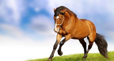 盘点马儿的外形和习性