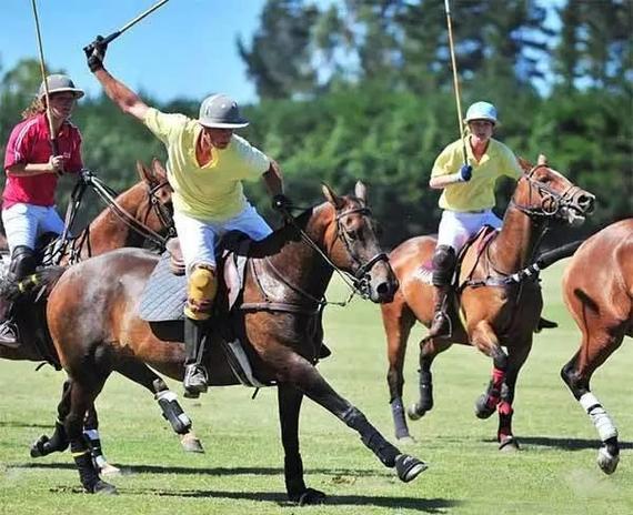 新西兰马球运动