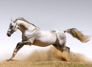 帅气的白色赛马