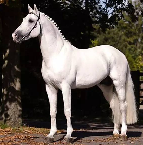 塞拉身负诺尔曼战马血统场地障碍赛上的佼佼者