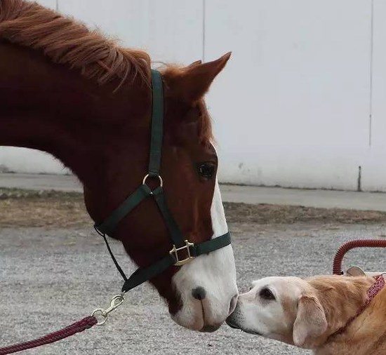 放荡不羁的马儿与狗狗也能拥有幸福生活?