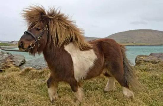 shetland pony设得兰矮马卢西塔诺马是一种结合尊傲,温和,伶俐,并拥有