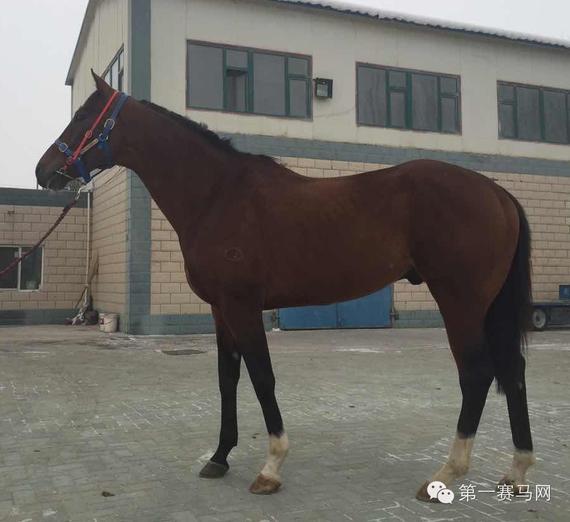 　“枪法如神”在新疆马场准备开始配种生涯（由马主提供）