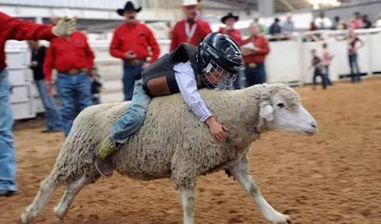 美国儿童骑羊大赛人气旺培养牛仔应从娃娃抓起
