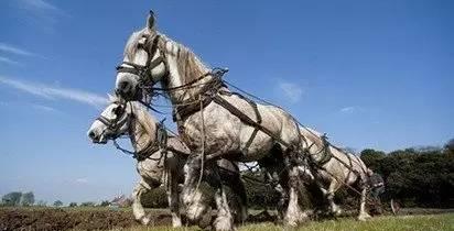 欧洲为什么用马耕地