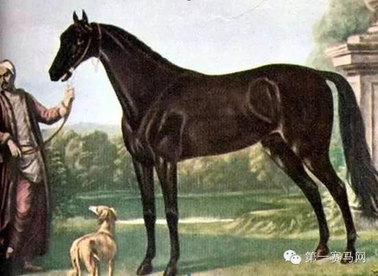 “拜耶尔土耳其”（Byerley Turk）

　　（via。画家John Wootton）