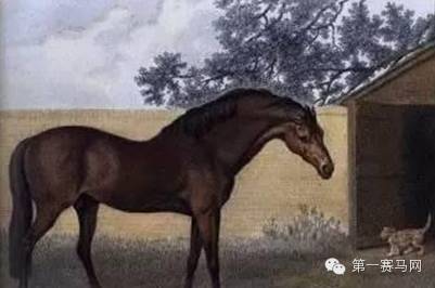 “高多芬阿拉伯”（Godolphin Arabian）

　　（via。画家George Stubbs）