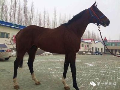 ”枪法如神“帅气照