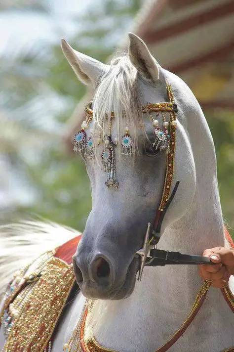 装扮精美的白马