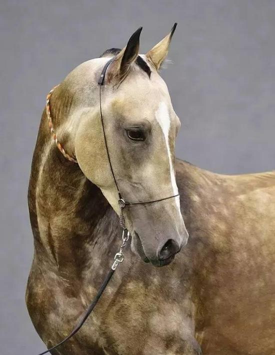 汗血马的传说汉武帝为它发动战争李白写诗赞美