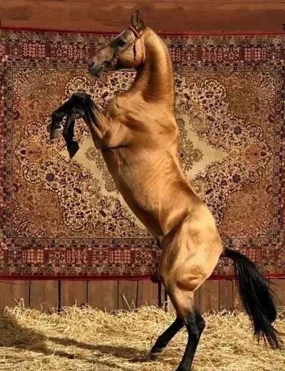 汗血马的传说:汉武帝为它发动战争 李白写诗赞美