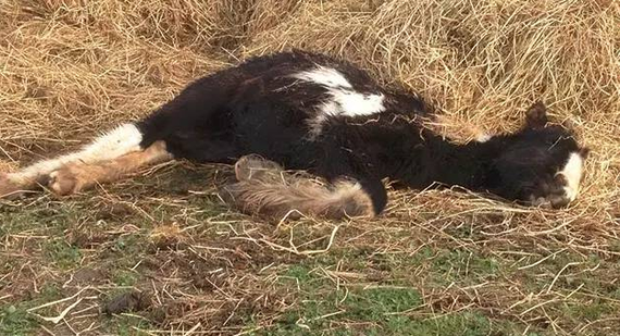 被遗弃的小马驹